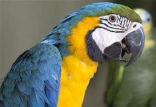 Blue & Yellow Macaw Parrot