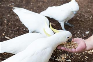 Cockatoo Feeding