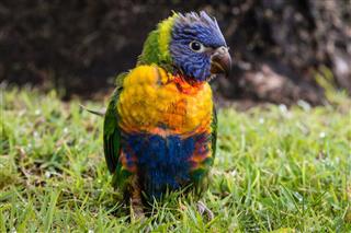 Colorful baby parrot
