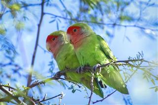 Rosy-Faced Lovebirds