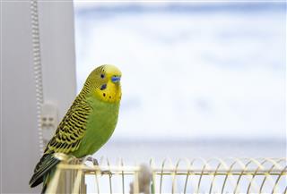 Budgerigar on the birdcage and looking out the window