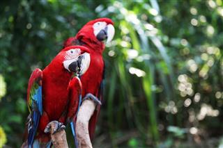 Two red parrot