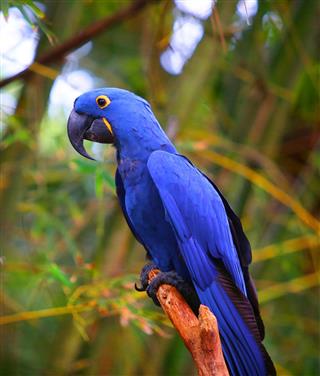 Indigo blue macaw on a branch