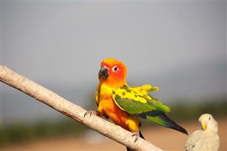 Parrot on a perch on wooden
