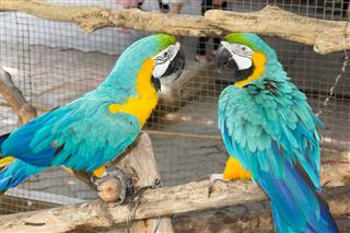 Two macaw are standing on the branch