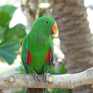 Eclectus parrot (eclectus roratus)