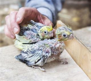 Two parrot chicks