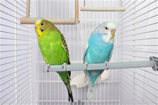 Budgie Birds in a Cage