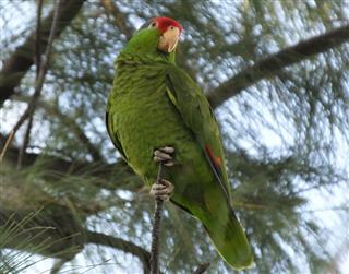 Red-crowned Amazon Parrot