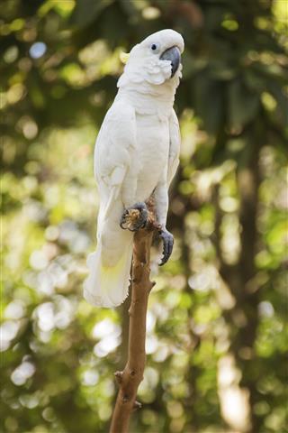 white Cockatoo