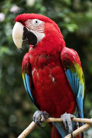 Red Macaw Parrot