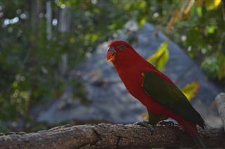 Parrot Red