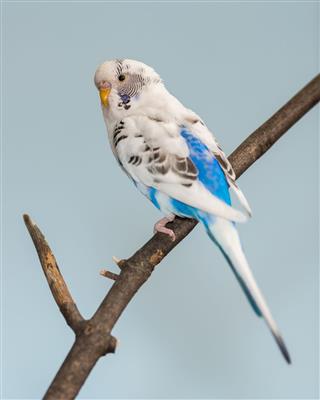 White Parakeet