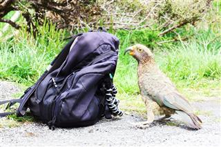 Kea Parrot investigating Backpack