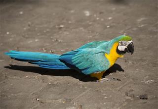 Parrot blue and yellow macaw