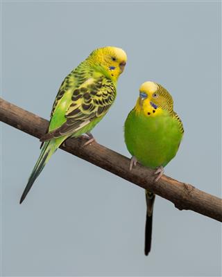 Pair of yellow and green parakeets