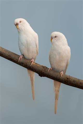 Pair of white parakeets