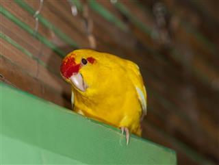 Curious yellow parrot