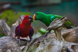 Colorful parrot bird
