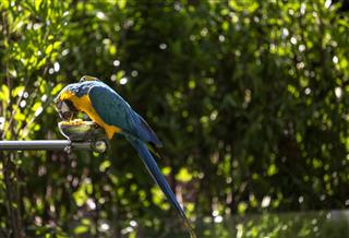 Macaw standing on iron bracket