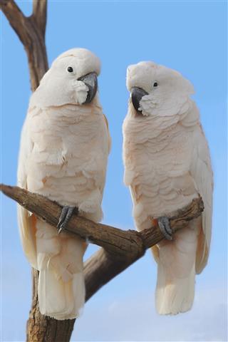 Two white cockatoos