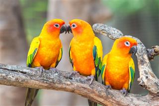 Lovely sun conure parrot birds on the perch