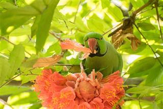 Rose - ringed parakeet bird eating flower petals