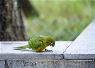 Parrot eating guava fruit