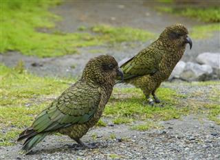 Kea Parrots in Fiordland National Park in New Zealand