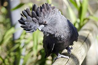 Red tailed black cockatoo