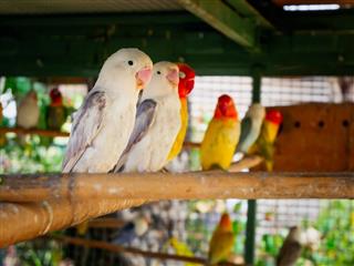 Beautiful Love Birds