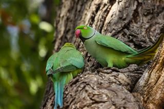 Couple of Rose ringed parakeets perching on a tree trunk, one facing, one from the rear