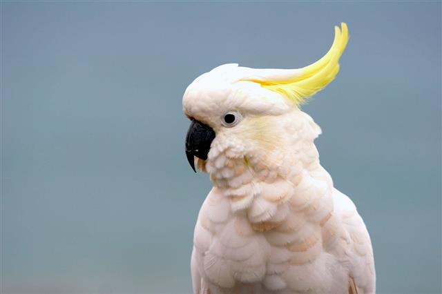 Cockatoo white