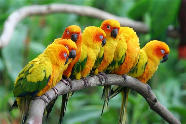 Little Parrots