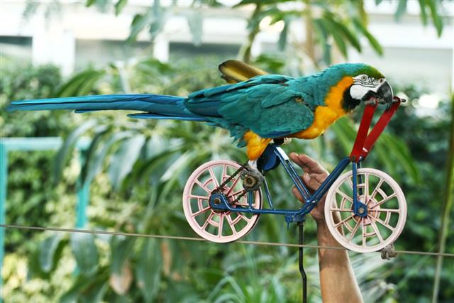 Macaw parrot driving bicycle on rope