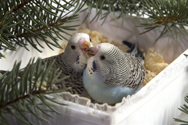 Christmas gift, two small bird
