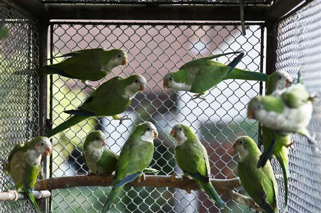 Green parrots