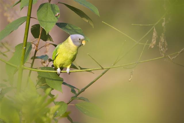 Plum-headed parakeet female in Nepal
