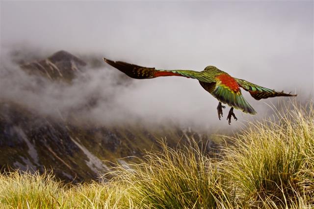 Kea Bird