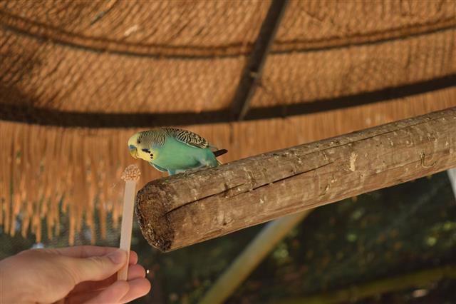 Budgie Eating