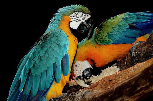 colorful Parrots