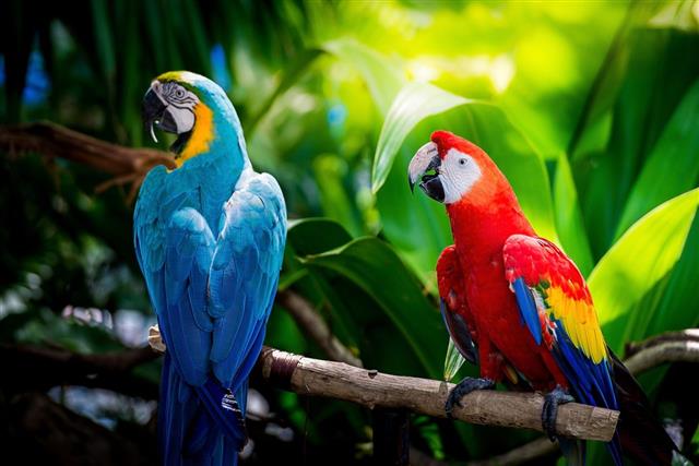 Red&Blue Macaw