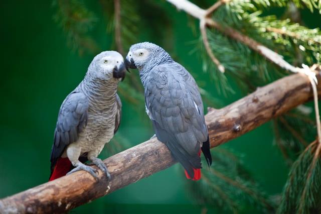 Parrot couple
