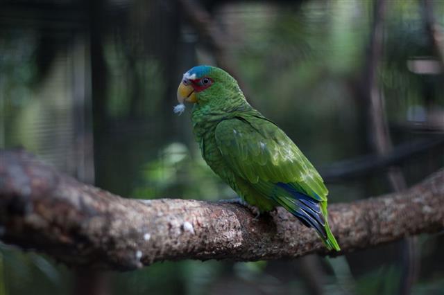 Parrot sitting on limb