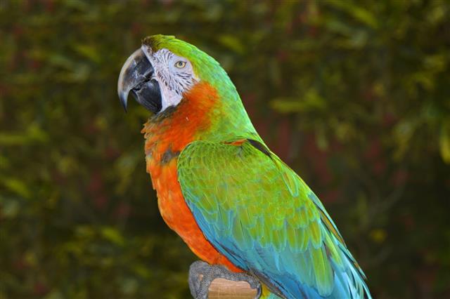 Green and orange macaw in Florida