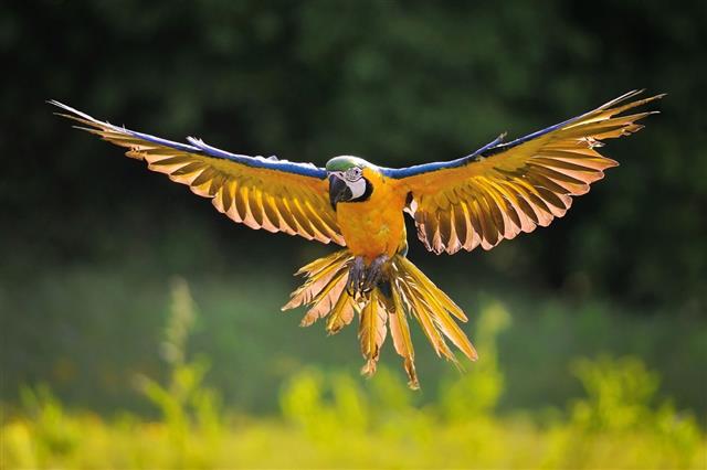 Landing blue-and-yellow Macaw - Ara ararauna in backlight