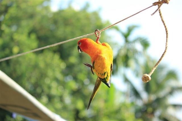 Orange Parrot
