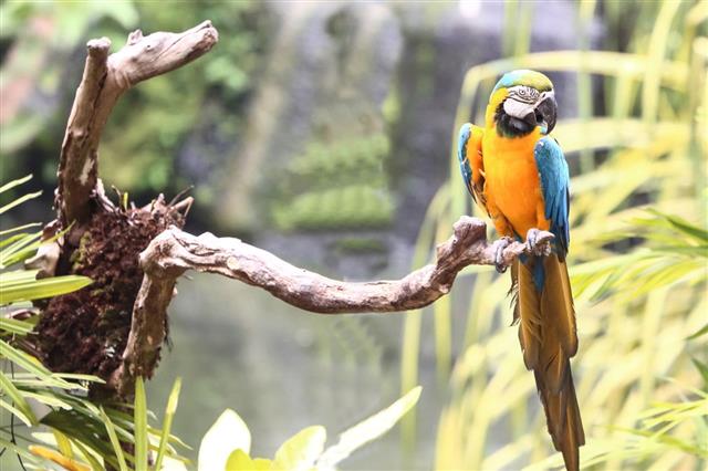 Colorful parrot bird