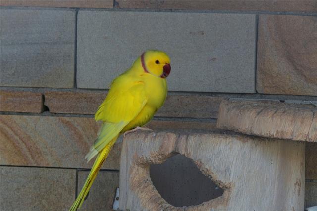 Yellow Parrot with a red beak