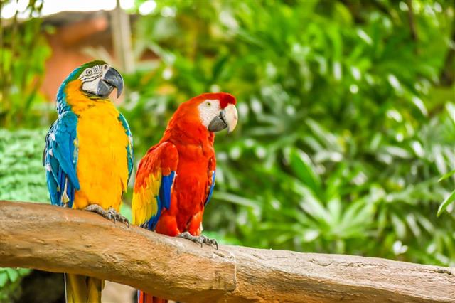Parrot Macaw Couple